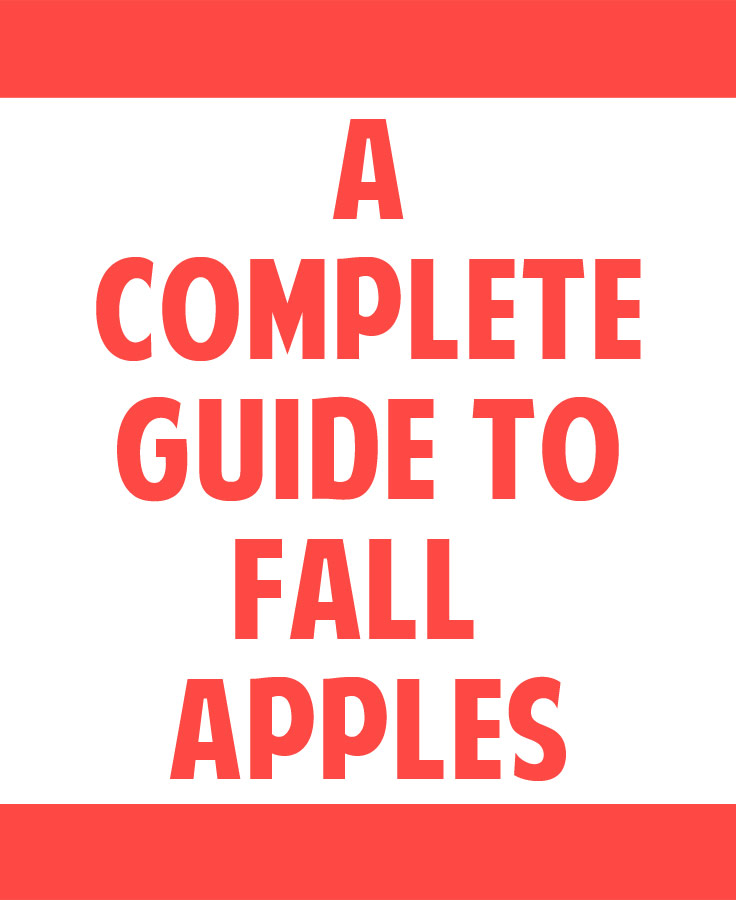 A Complete Guide to Fall Apples - everything you need to know about the different types of apples you'll find
