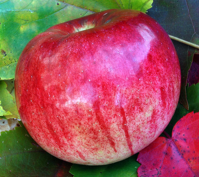 Cortland Apple