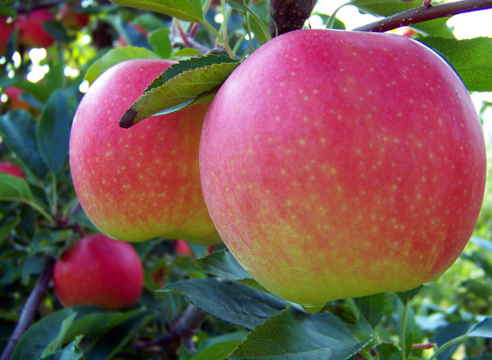 Gala Apple