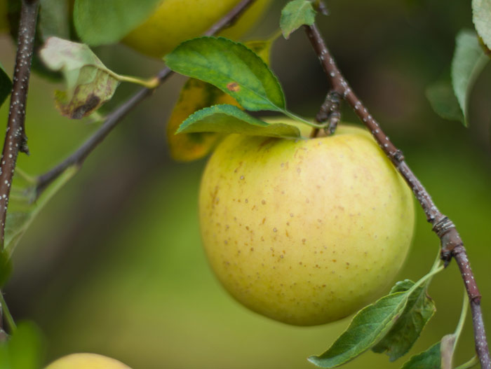 Golden Delicious Apple